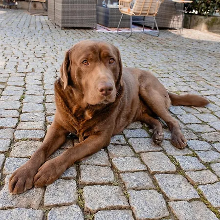 게스트하우스 Casal Da Viuva