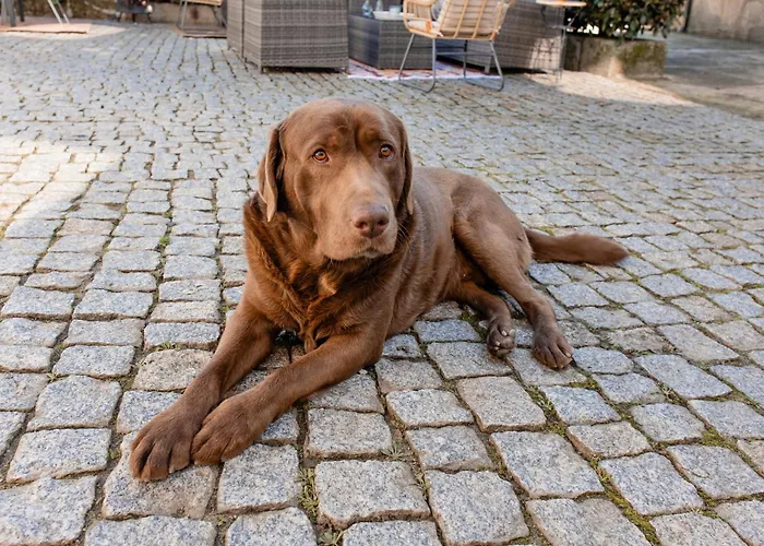 בית הארחה Casal Da Viuva